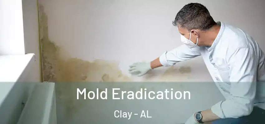  Mold Eradication Clay - AL