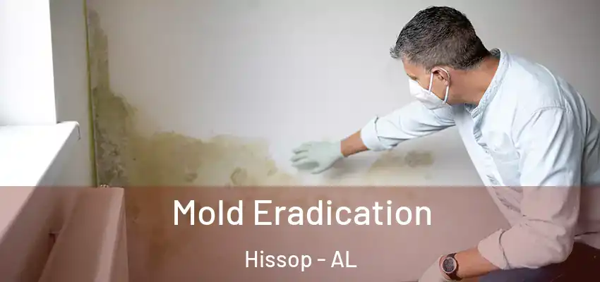  Mold Eradication Hissop - AL