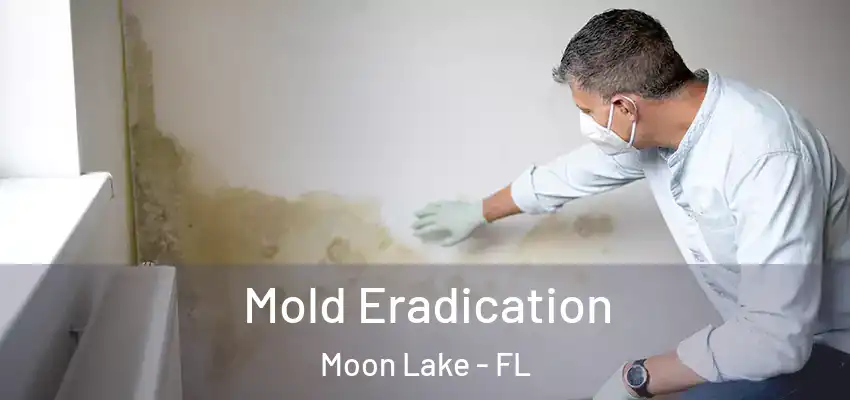  Mold Eradication Moon Lake - FL