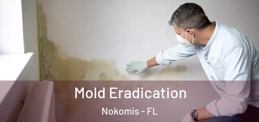 Mold Eradication Nokomis - FL