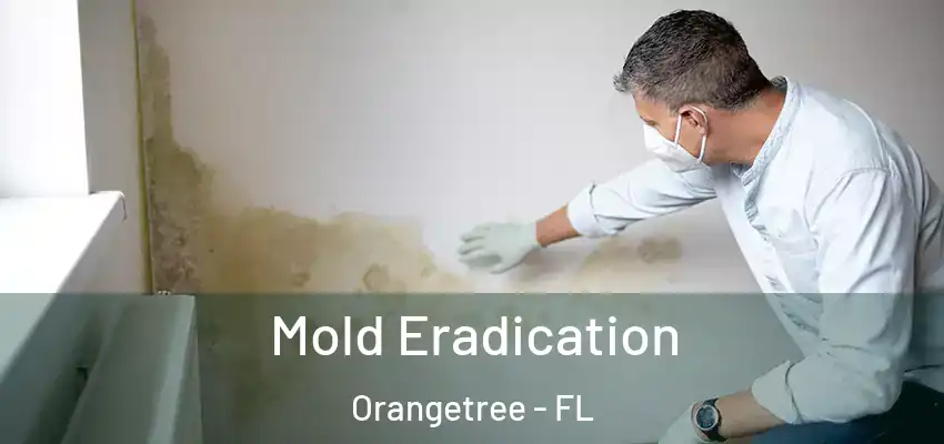  Mold Eradication Orangetree - FL