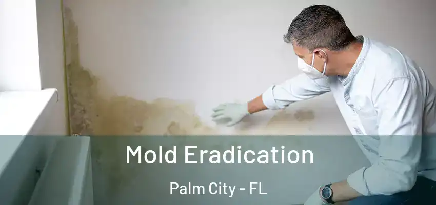  Mold Eradication Palm City - FL