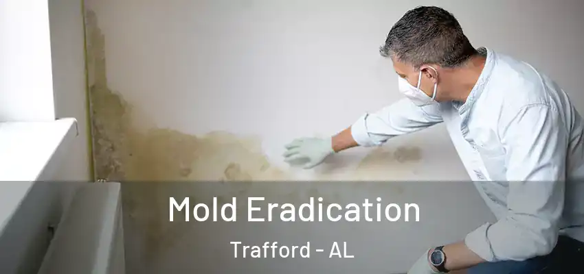  Mold Eradication Trafford - AL