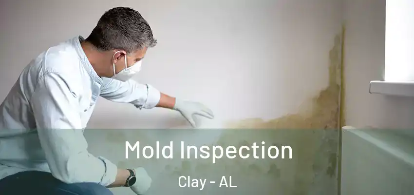  Mold Inspection Clay - AL