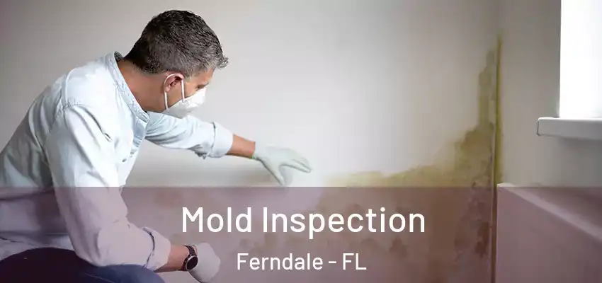  Mold Inspection Ferndale - FL
