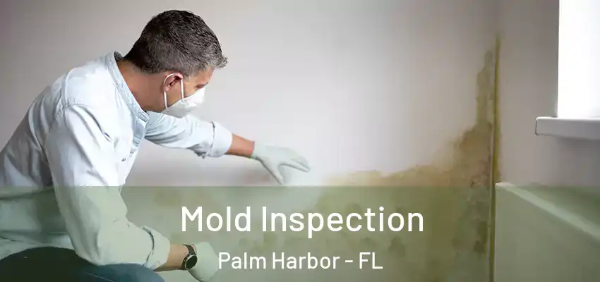  Mold Inspection Palm Harbor - FL