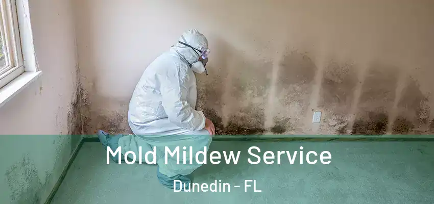  Mold Mildew Service Dunedin - FL