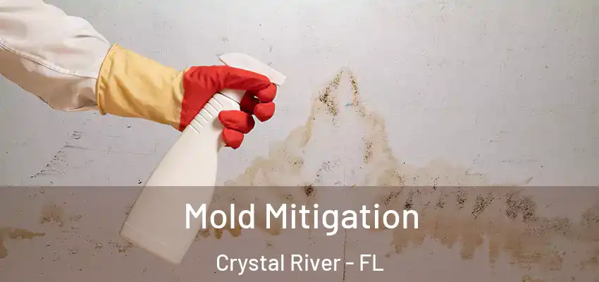  Mold Mitigation Crystal River - FL