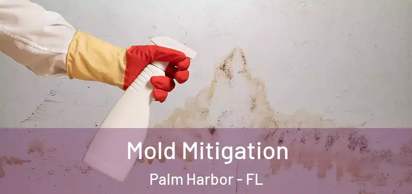  Mold Mitigation Palm Harbor - FL