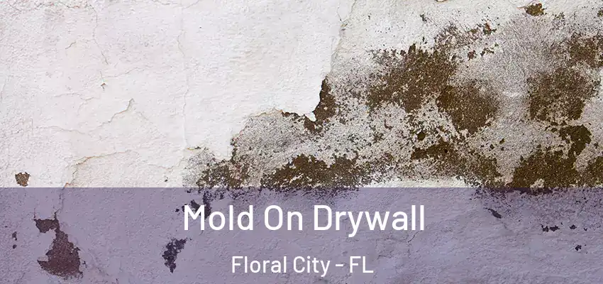  Mold On Drywall Floral City - FL