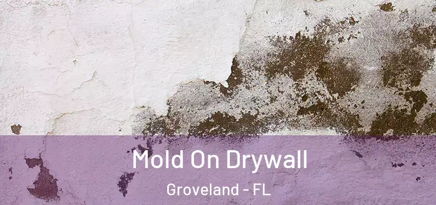  Mold On Drywall Groveland - FL