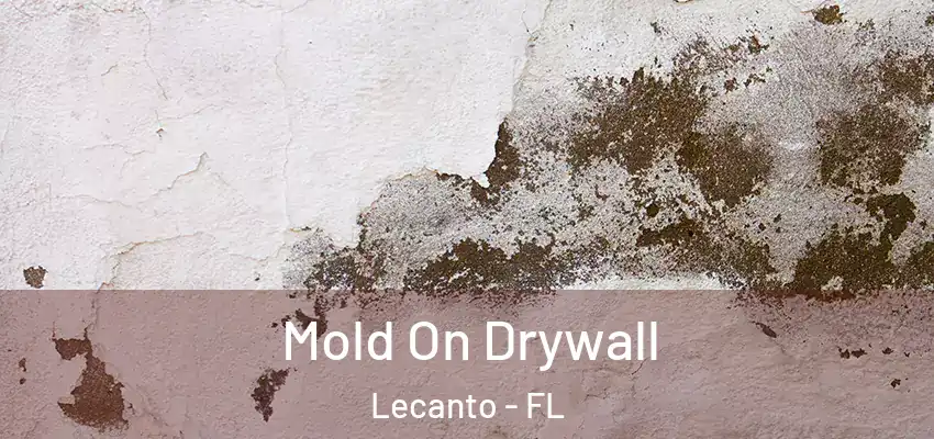 Mold On Drywall Lecanto - FL