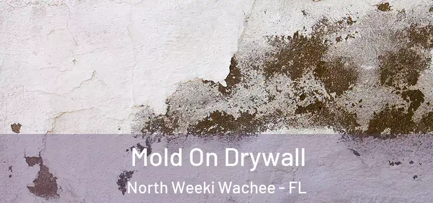  Mold On Drywall North Weeki Wachee - FL