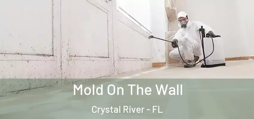  Mold On The Wall Crystal River - FL