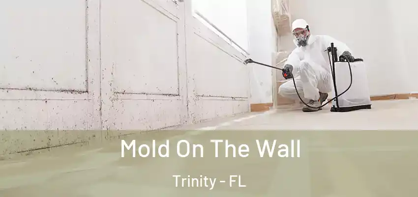  Mold On The Wall Trinity - FL