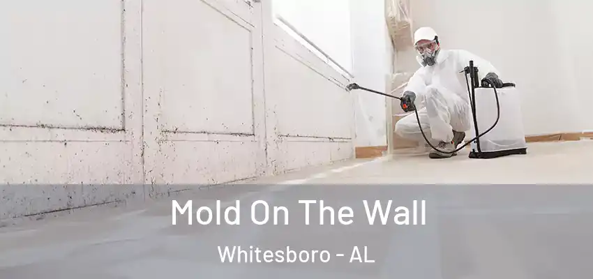  Mold On The Wall Whitesboro - AL