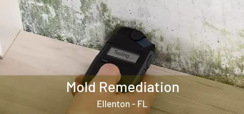  Mold Remediation Ellenton - FL