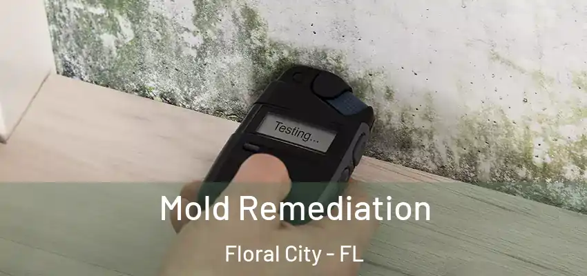 Mold Remediation Floral City - FL