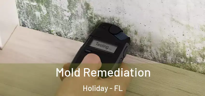  Mold Remediation Holiday - FL