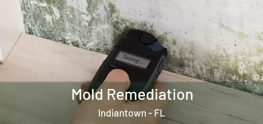  Mold Remediation Indiantown - FL
