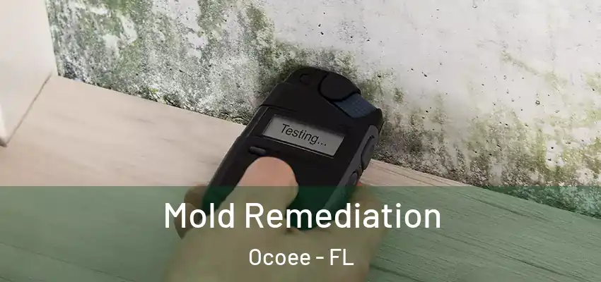  Mold Remediation Ocoee - FL