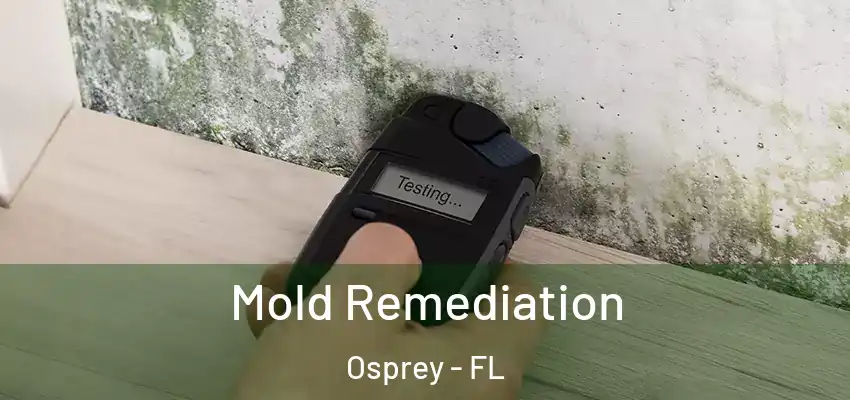 Mold Remediation Osprey - FL