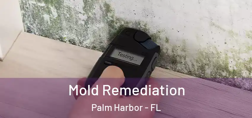  Mold Remediation Palm Harbor - FL