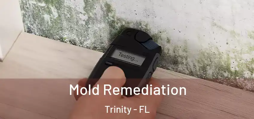  Mold Remediation Trinity - FL
