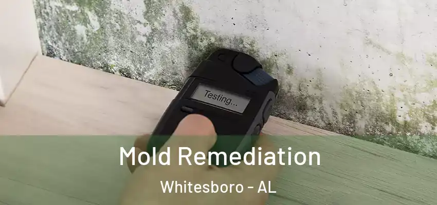  Mold Remediation Whitesboro - AL