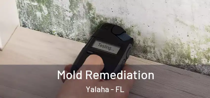  Mold Remediation Yalaha - FL