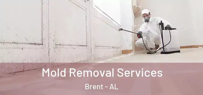  Mold Removal Services Brent - AL