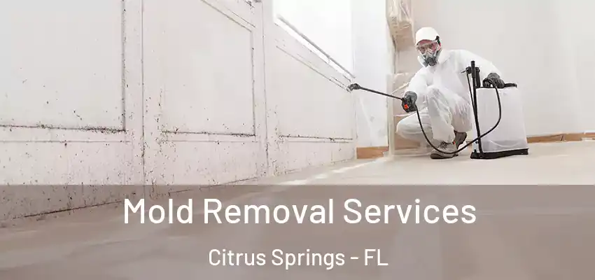  Mold Removal Services Citrus Springs - FL