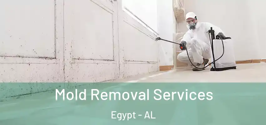 Mold Removal Services Egypt - AL