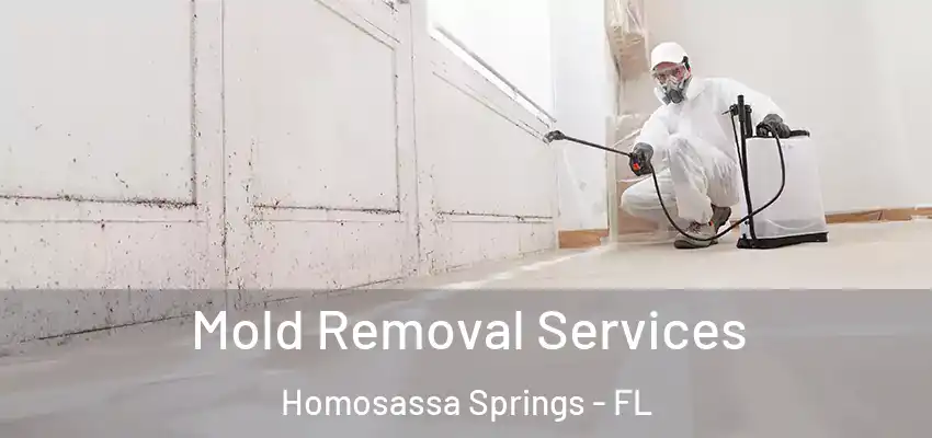  Mold Removal Services Homosassa Springs - FL
