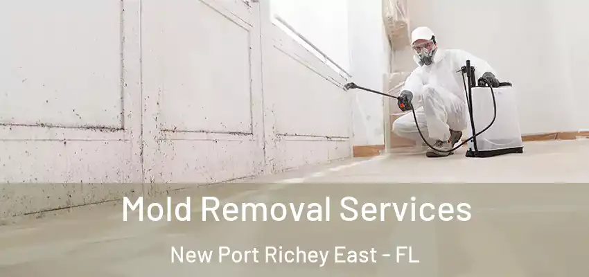  Mold Removal Services New Port Richey East - FL