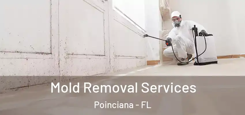  Mold Removal Services Poinciana - FL