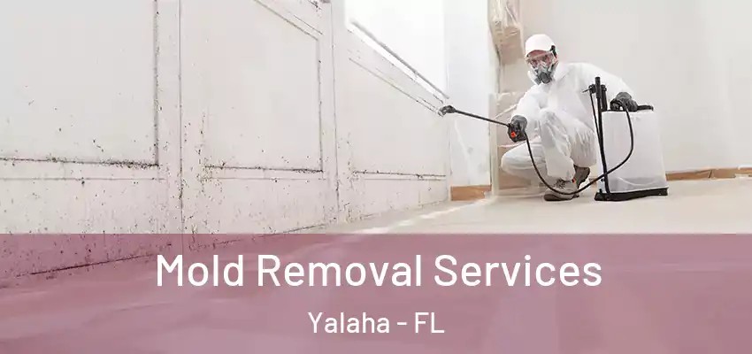  Mold Removal Services Yalaha - FL