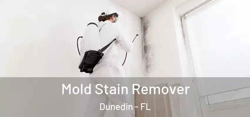  Mold Stain Remover Dunedin - FL