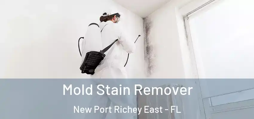  Mold Stain Remover New Port Richey East - FL